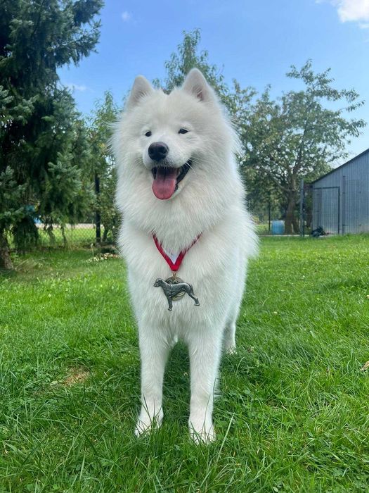 Zapowiedź miotu Samoyed listopad 2025 Epic Smile FCi