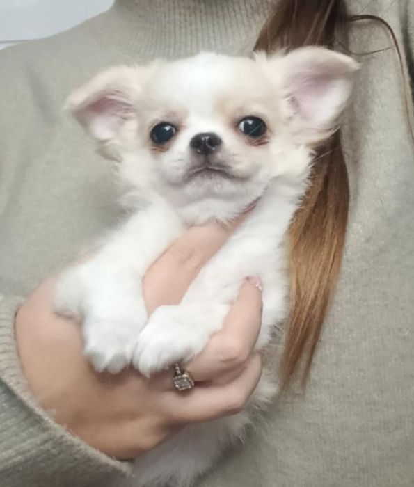 ZUZIA cudna długowłosa ZKwP FCI