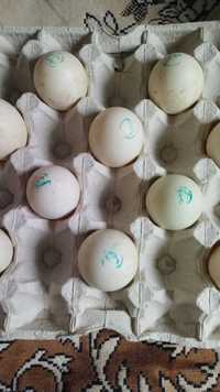 мулард інкубаційне яйце