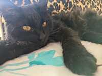 Черный кот, домашний, нашли на улице