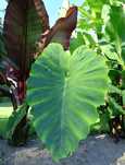 Kolokazja Olbrzymia Colocasia Uszy Słonia egzotyczna roślina