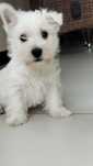 West highland white terrier