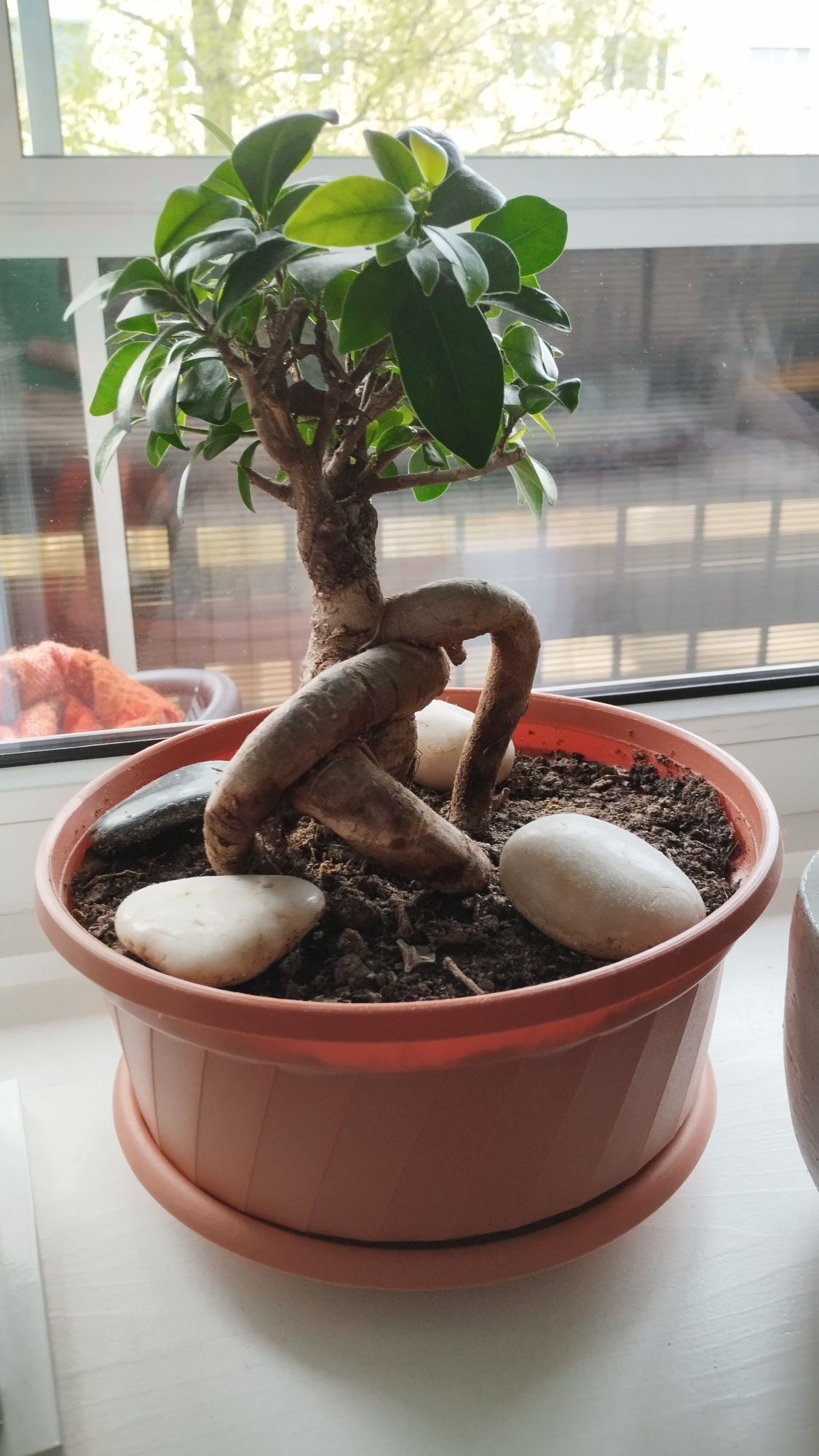 Bonsai drzewka zdrowe