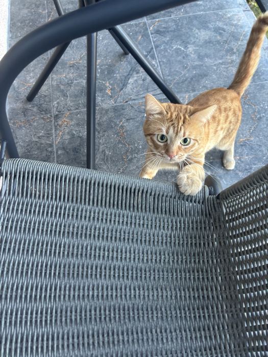 Отдам котика в хорошие руки