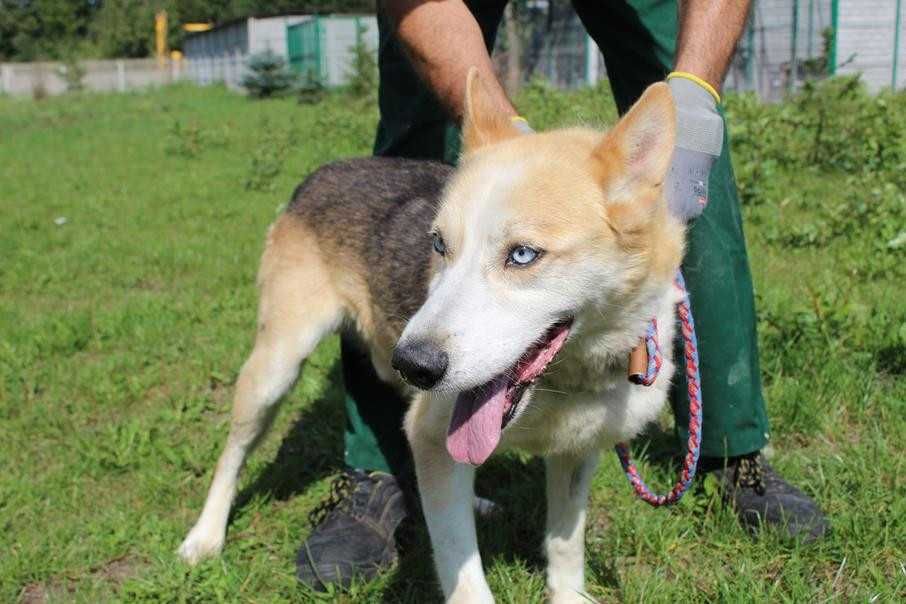 Husky mix Yondu szuka domu -schronisko Bełchatów-aktualne