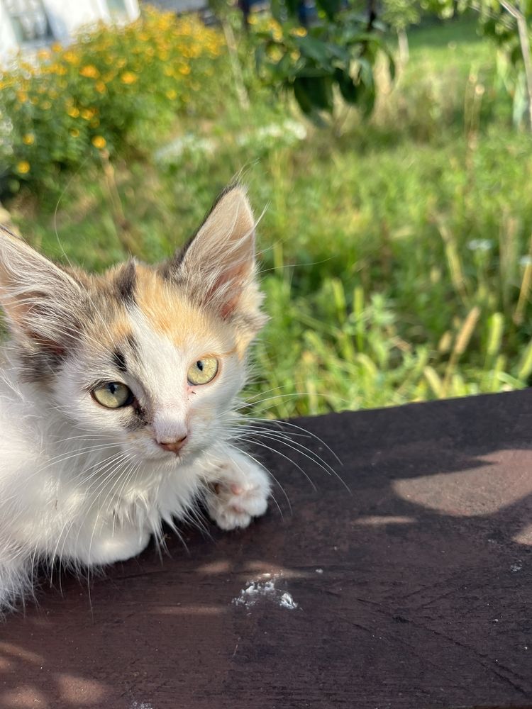 Кошенята безкоштовно