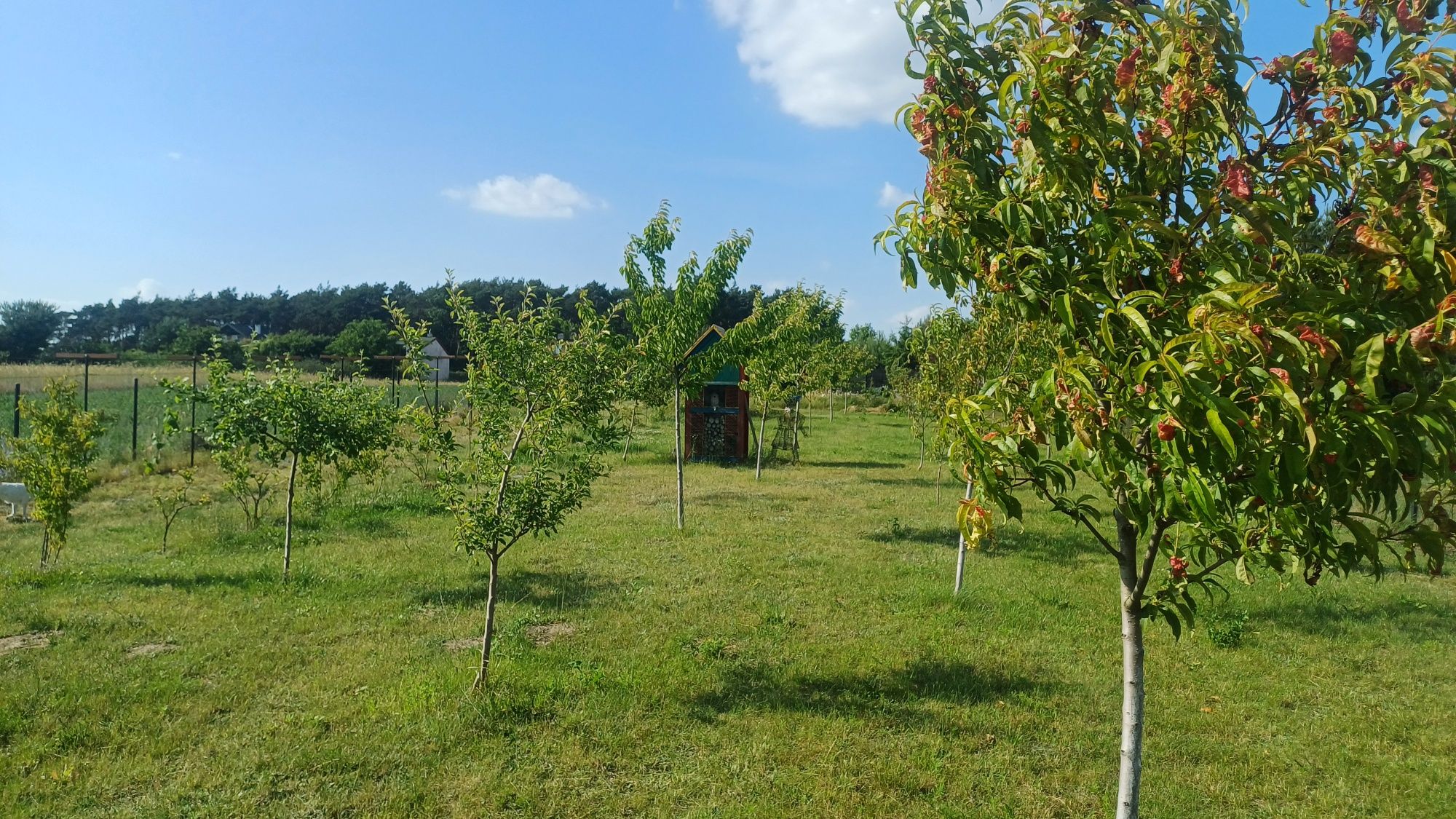 Dom z działka 6900 m2