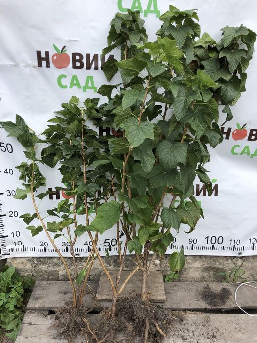 Смородина жовта, червона,чорна