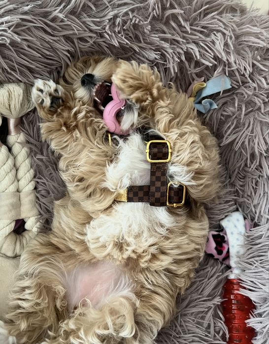 Luksusowe szelki guard dla psa Royal Puppy XS brązowe kolekcja Kylie