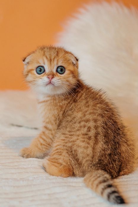 Шотландские котята с документами. Золотая шиншилла. Видео