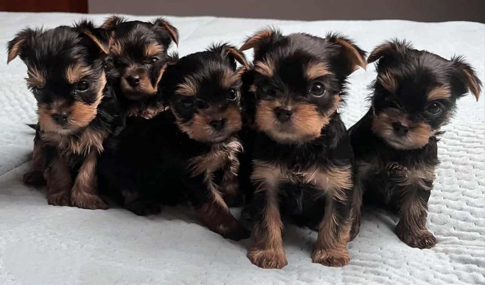 Yorkshire terrier piesek