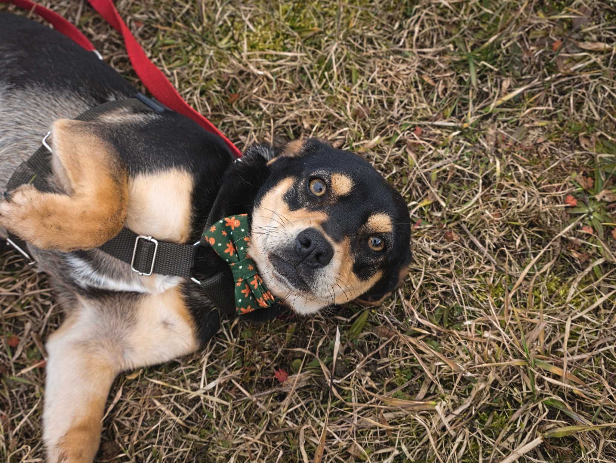 Oliwia malutka sunia szuka spokojnego miejsca ADOPCJA