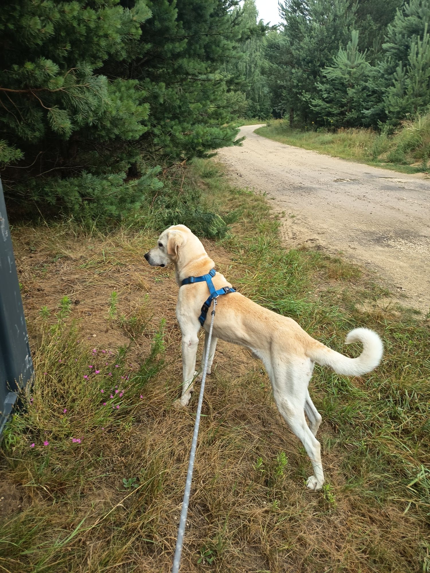 Labrador, 2 letni, przyjazny adopcja za darmo oddam