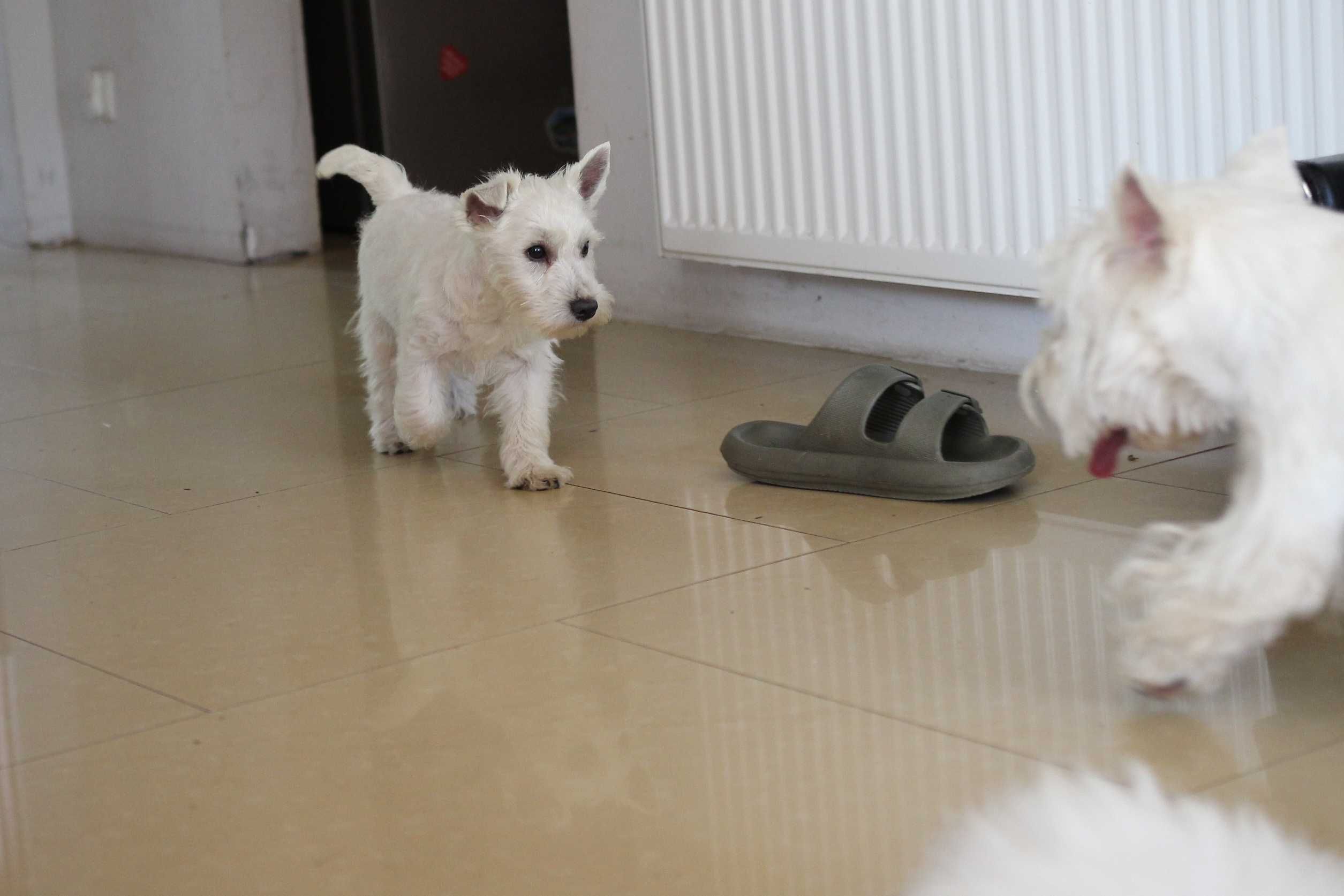 Pies West Highland White Terrier FCI/ZKwP