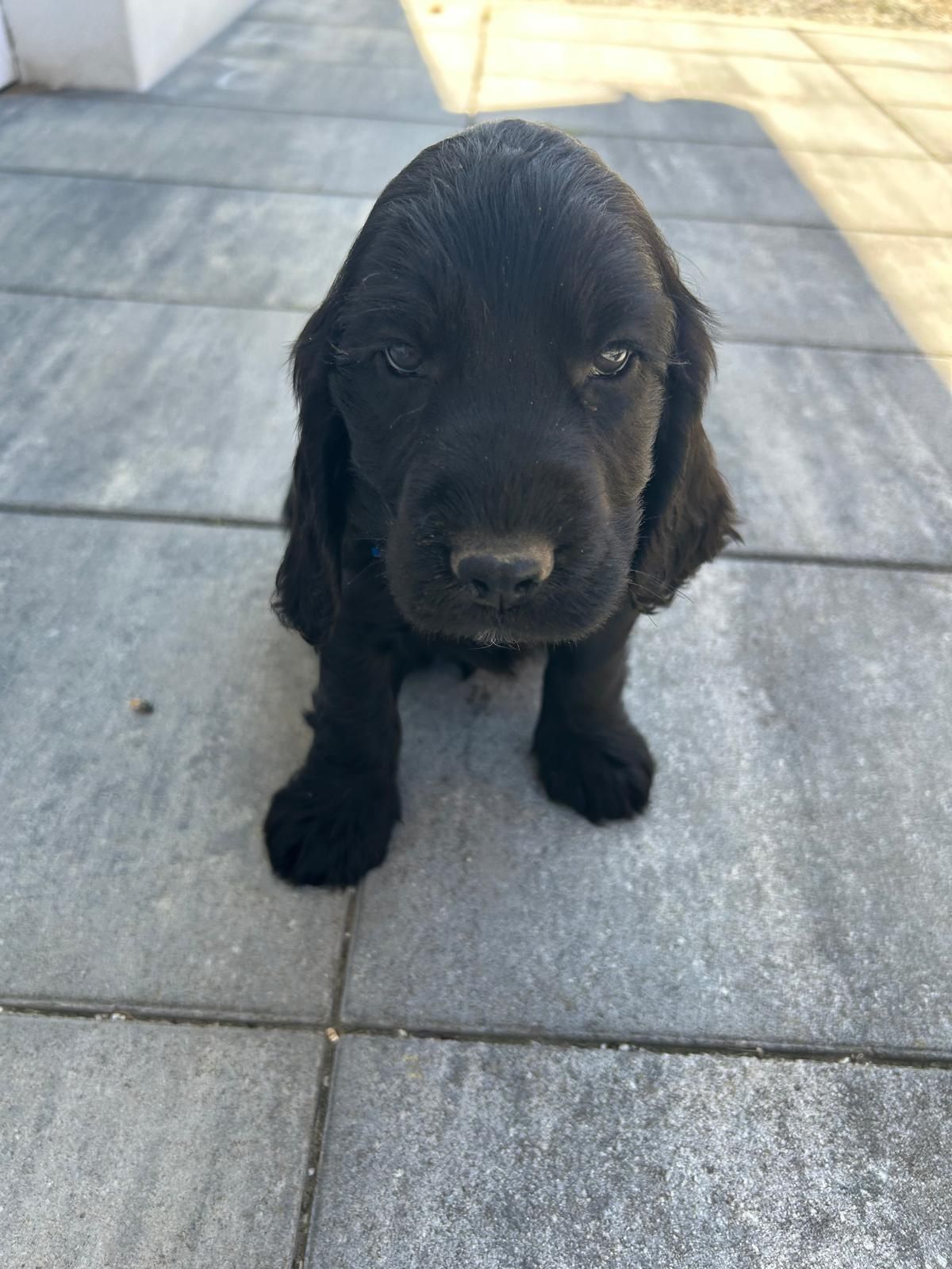 Cocker spaniel piesek