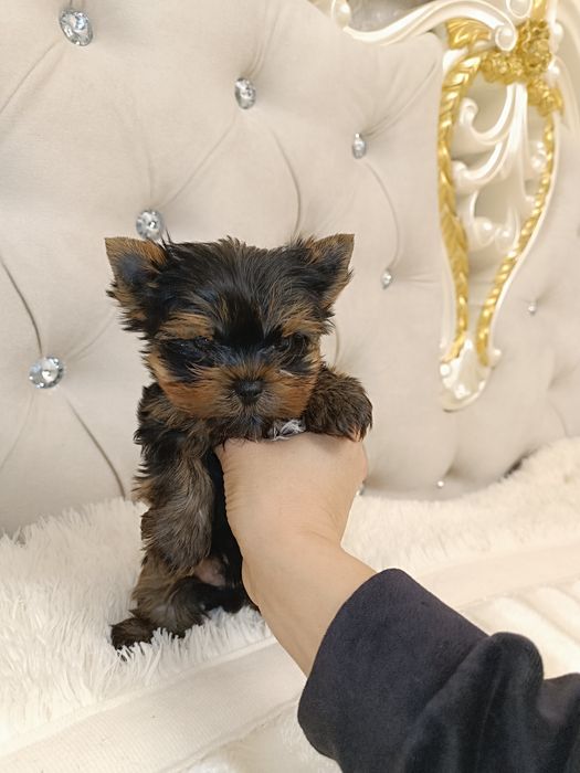 Курносый мини-ребёнок