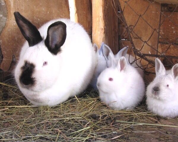 Кролики, порода "Строкач" чистий, ціна за кожен місяць, м. Коростень