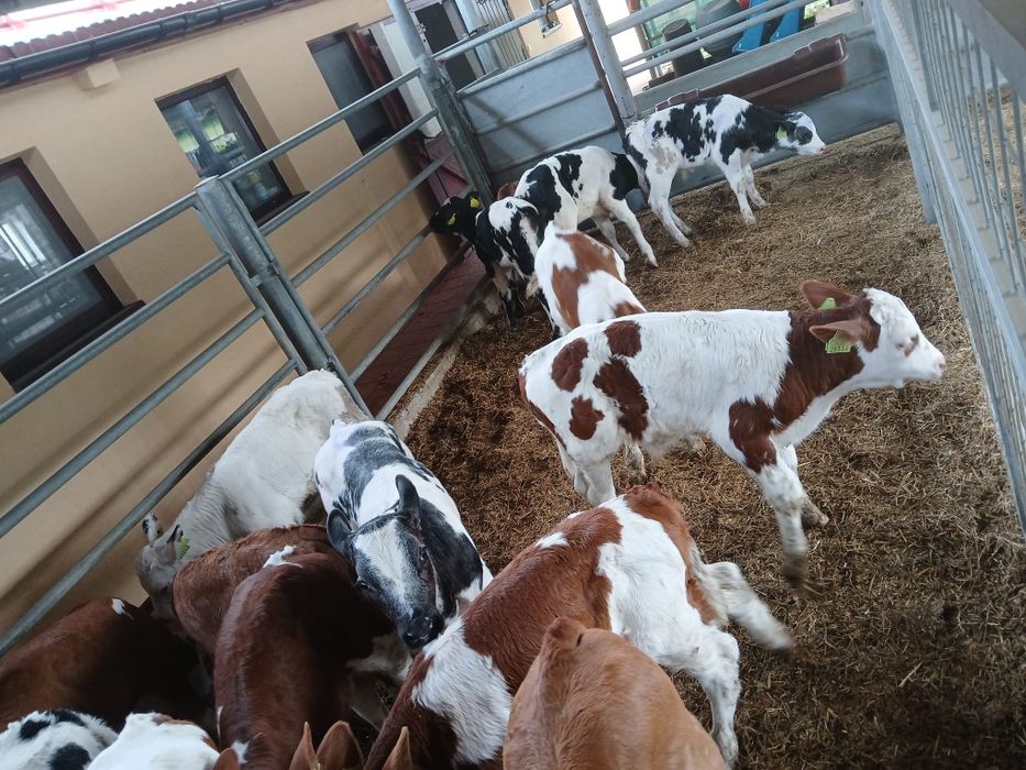 Cielaki samodzielne na stałej paszy