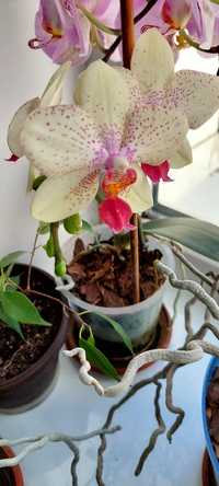 Продам желтую орхидею Фаленопсис