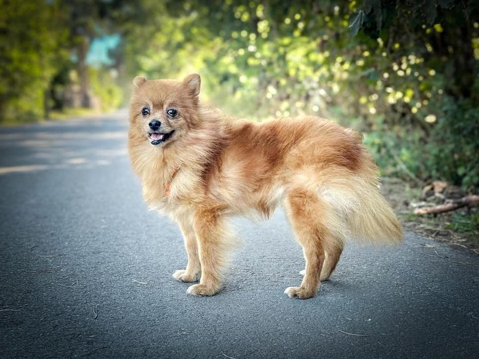 Szpicka Yuna do adopcji