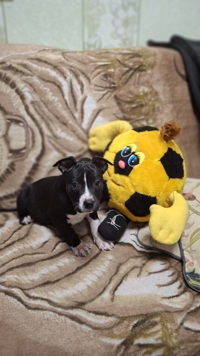 Чёрная девочка Ам стаф терьер.