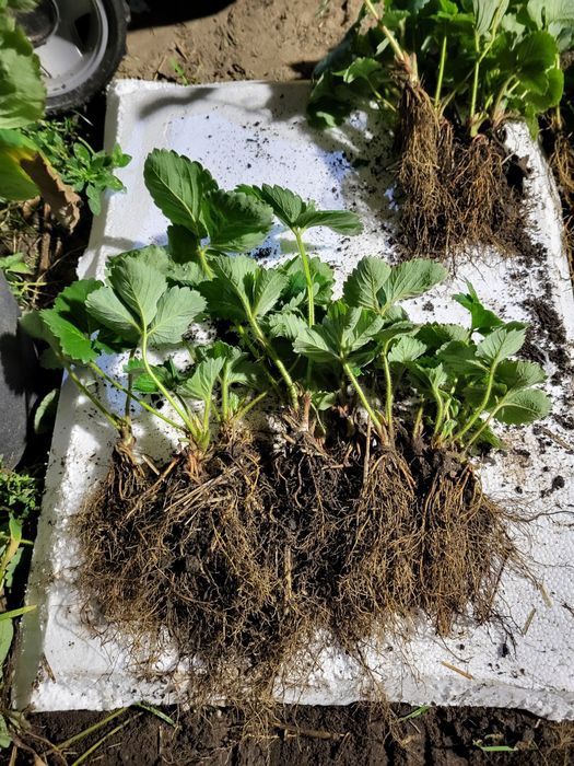 Продам суниці трьох сортів