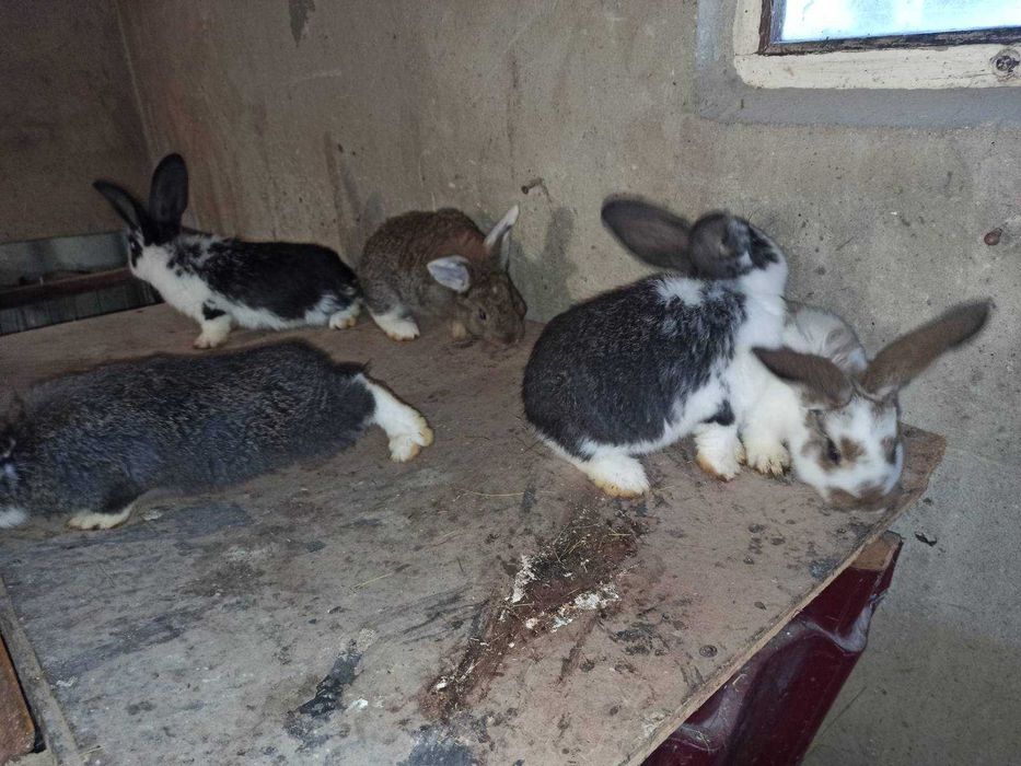 Кроленята (мікс)