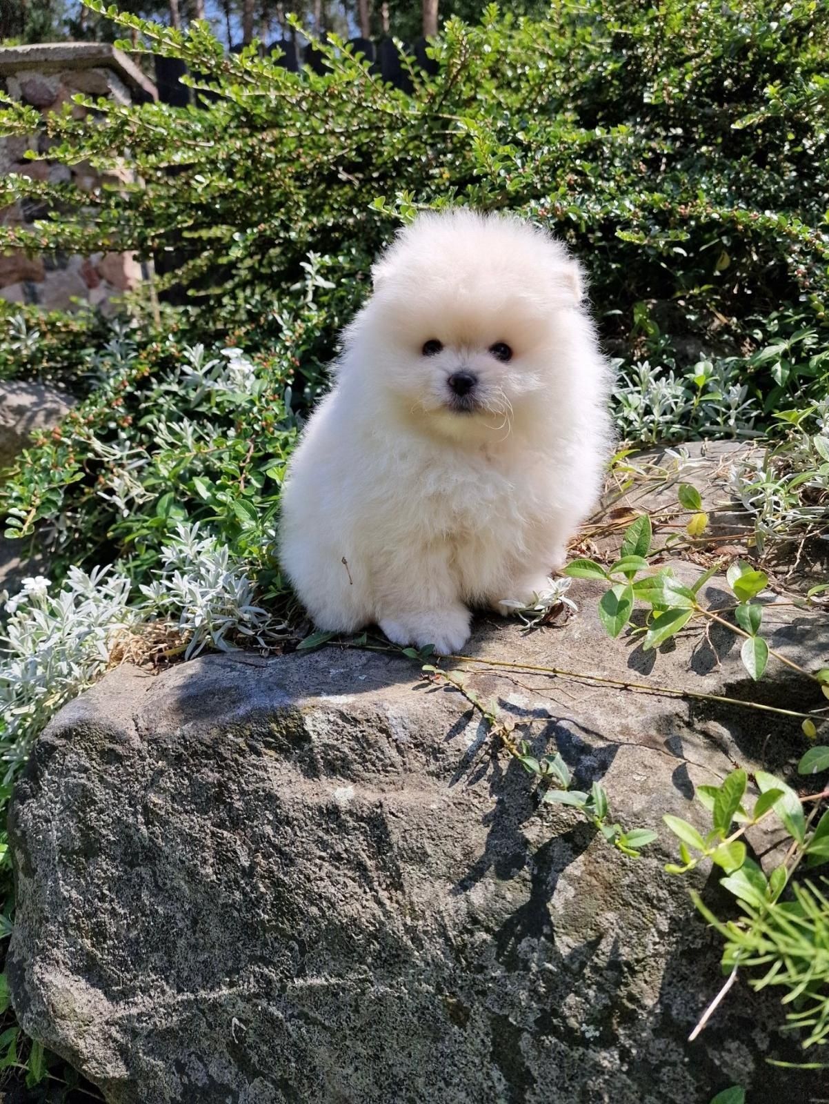 Śliczny piesek pomeranian Fci