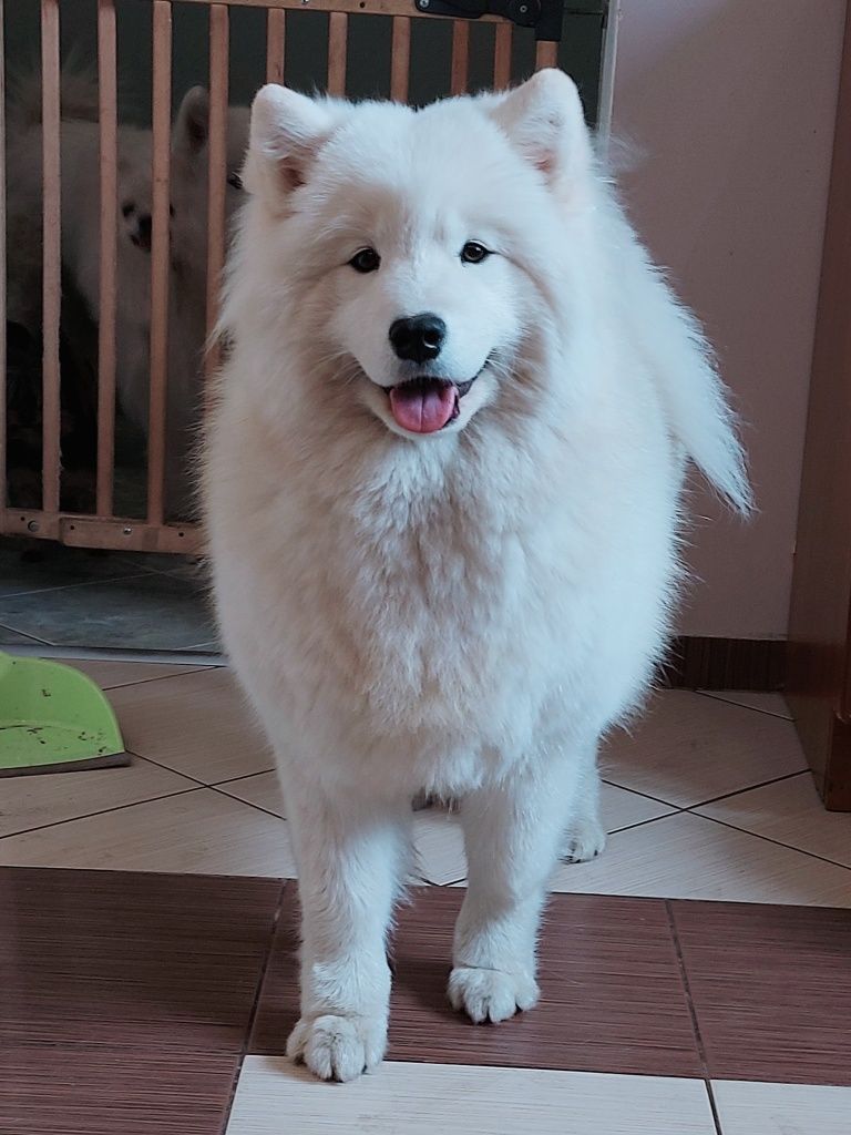 Samoyed ZKwP FCI Plany Hodowlane. .