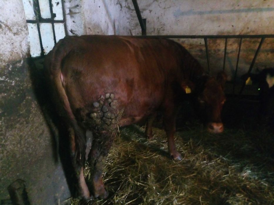 Jałówka LM Limousine  do zacielenia