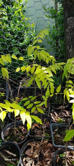 Гліцинія у горщику