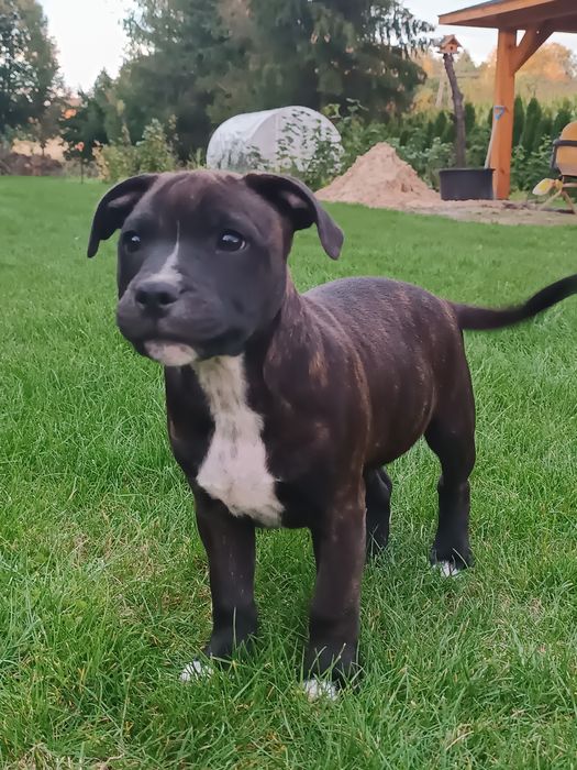 Piesek Staffordshire Bull terrier