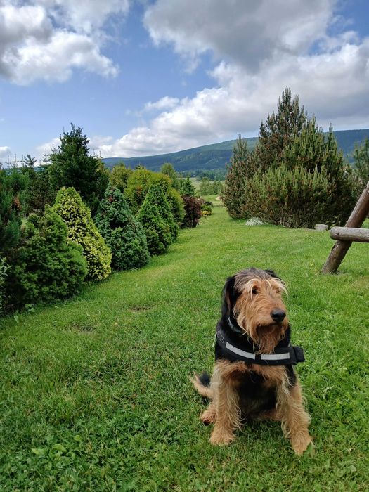 Noclegi Zieleniec, Czarna Góra