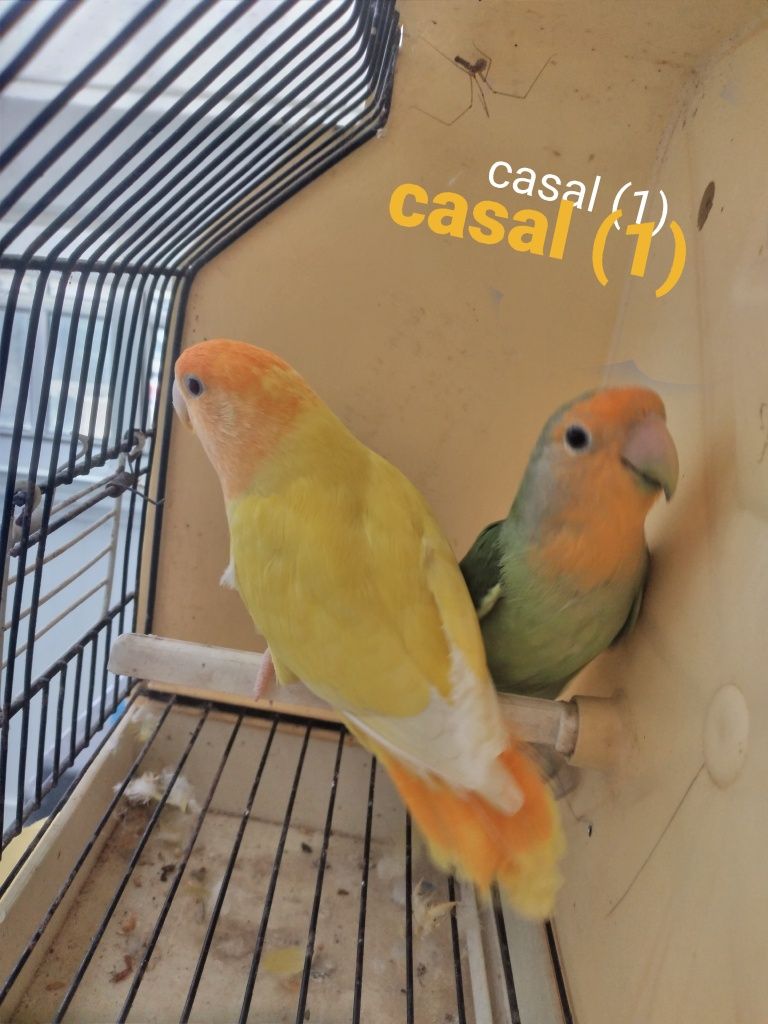 Agapornis Rosicolis  ano  2025 P/ ceder a partir de 15€