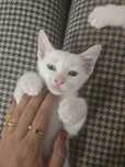 Gatinhos para Adoção fêmea e macho