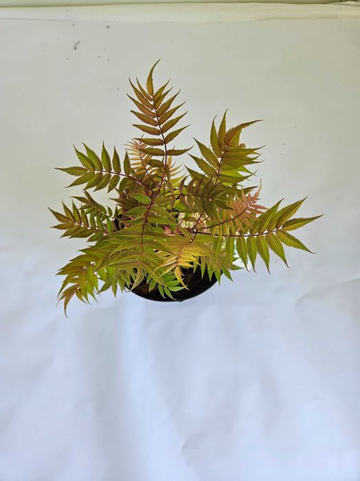 Tawlina jarzębolistna (Sorbaria sorbifolia)