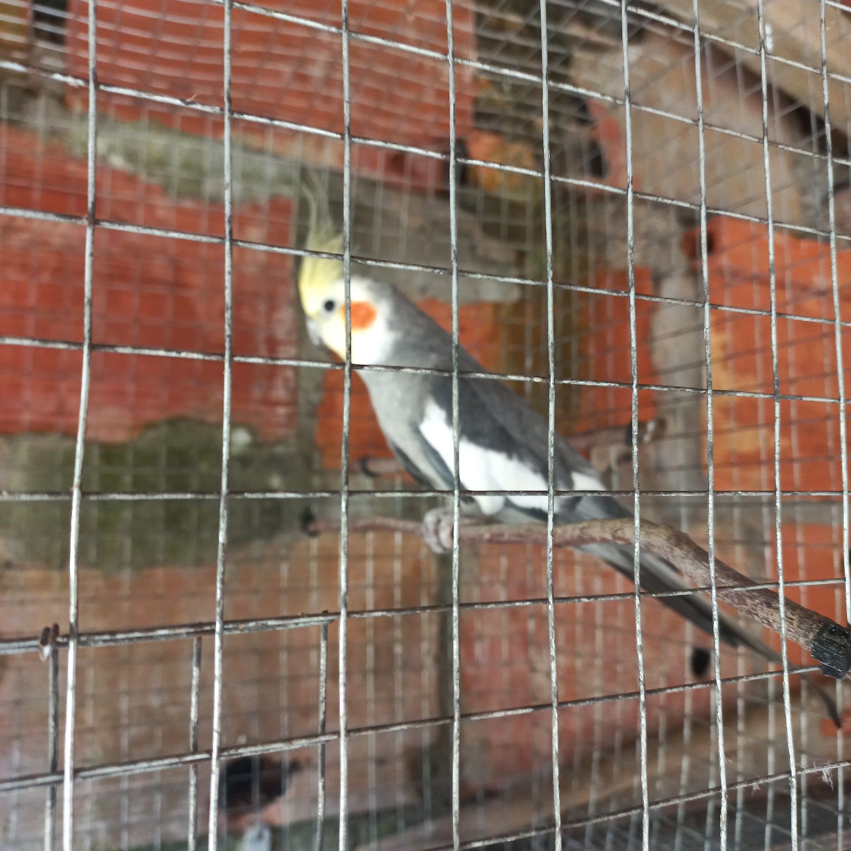 Caturra  para cedencia