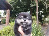 Spitz macho muito bonito