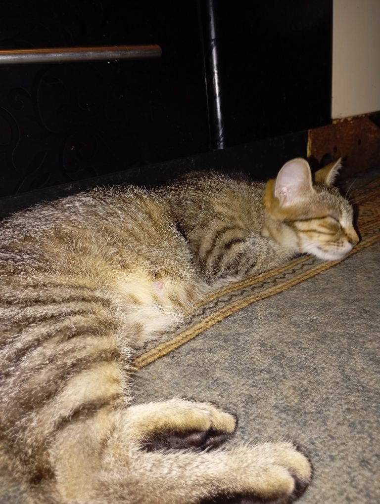 Кошка с котятами ищет дом