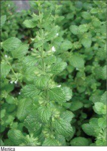 Листя меліси сушене, лікарські трави