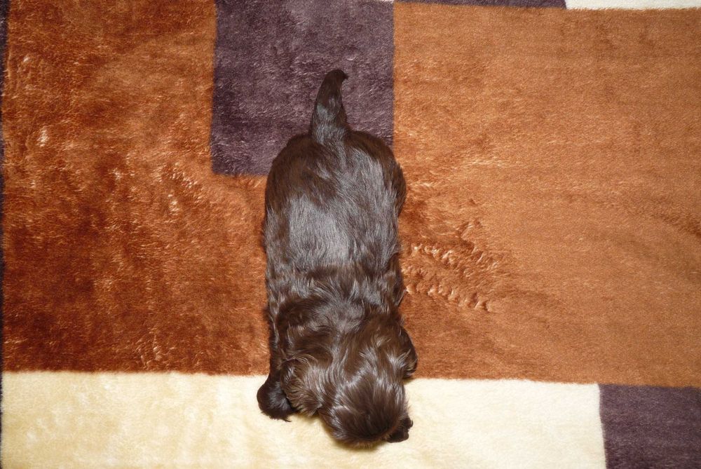 Shih Tzu, suczka Gabi do odbioru od 18 października.