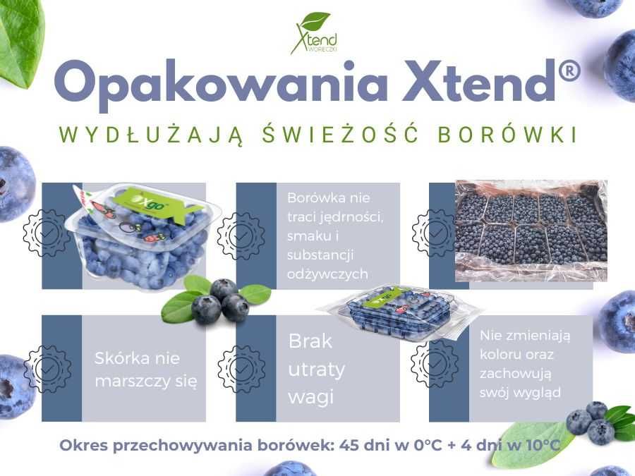 Worek Xtend, folia, borówka, przechowywanie, świeżość, chłodnia