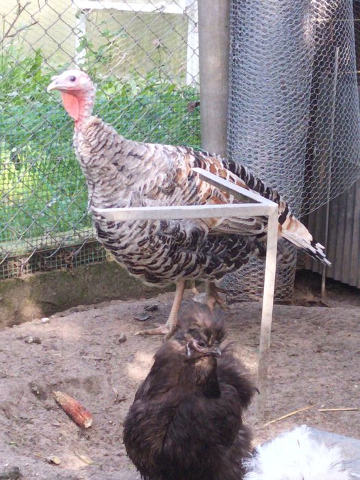 Indyczka iindyki indyczki dorosle