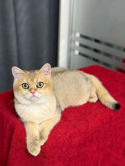 Котик золотая шиншилла