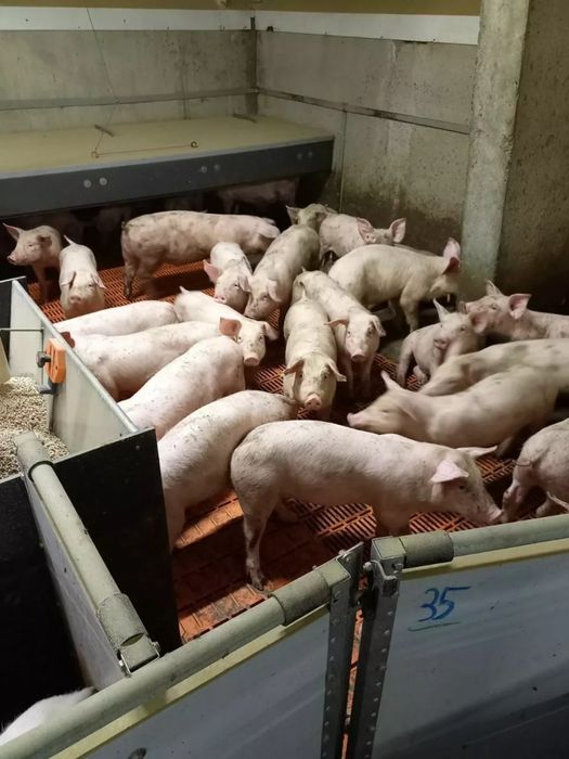 Поросята продажа гурт