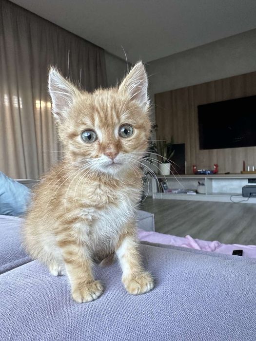 Рудий котик, дуже ніжний
