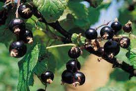 plantas de cassis