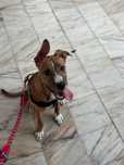 Doa se cão pitbuul 5 meses