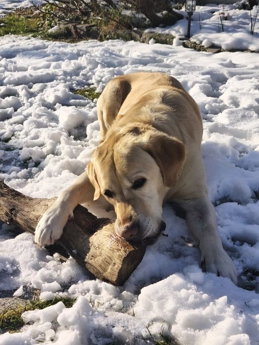 Oddam psa labladodra