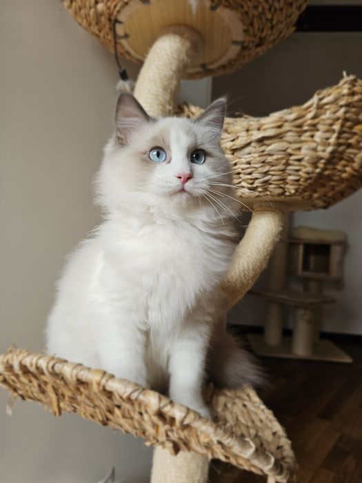 Ragdoll kocurek Blue Bikolor po kastracji